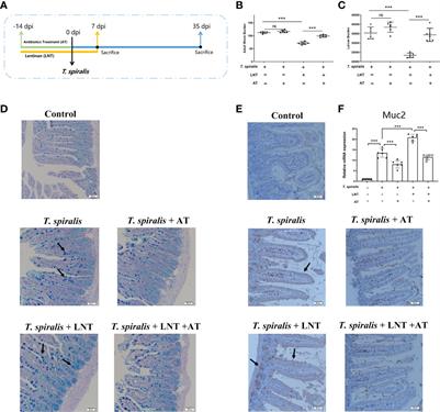 Lentinan -triggered butyrate-producing bacteria drive the expulsion of the intestinal helminth Trichinella spiralis in mice